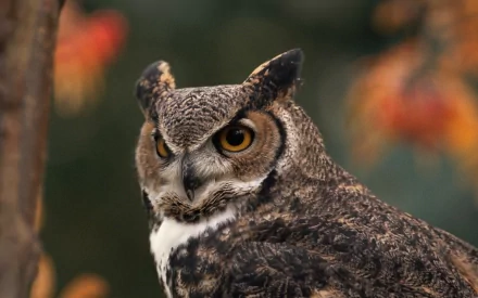 Animal great horned owl HD Desktop Wallpaper | Background Image
