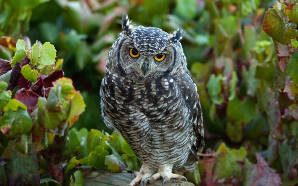 Close-up HD desktop wallpaper of a great horned owl perched on a branch, surrounded by lush green foliage.