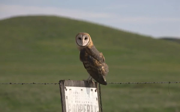 A barn owl perched on a weathered signpost with rolling green hills in the background, captured in stunning 4K Ultra HD detail.