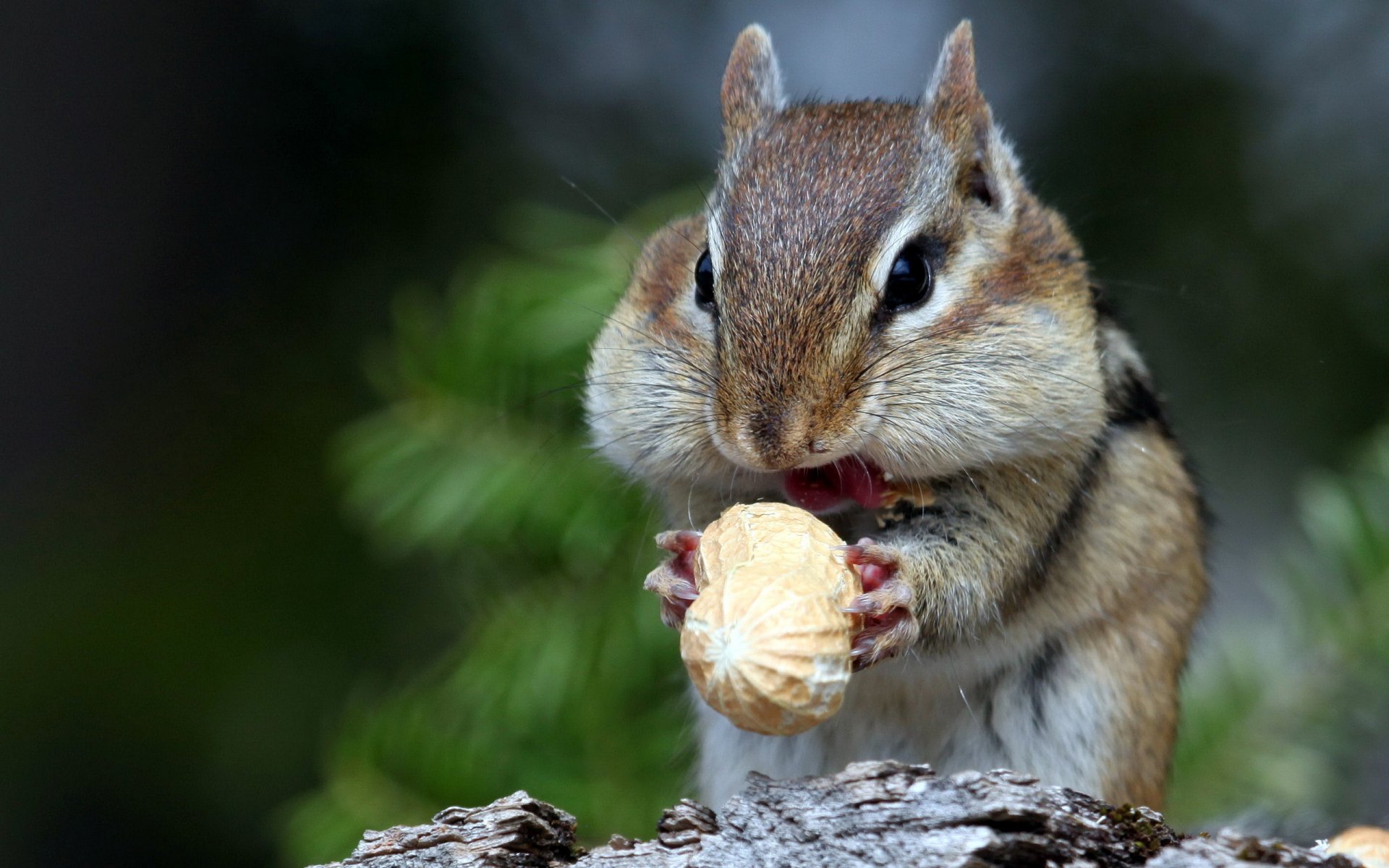 Chipmunk Full HD Wallpaper and Background | 2560x1600 | ID:294685