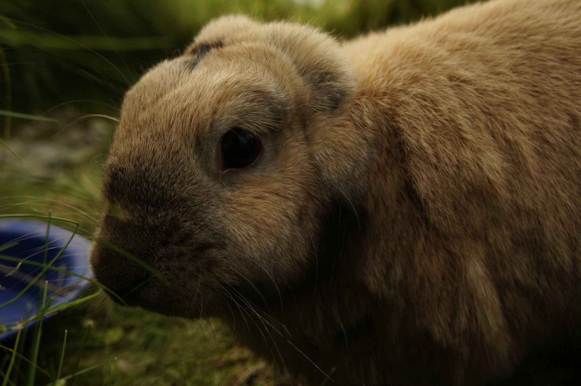 HD PC desktop wallpaper featuring a close-up of a light brown rabbit in natural grass.