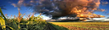 HD PC desktop wallpaper showcasing a vibrant landscape with lush green crops under a dramatic sky transitioning from bright blue to stormy orange clouds.