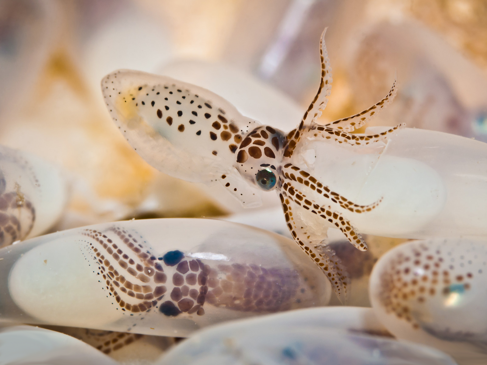 Download Animal Squid Wallpaper