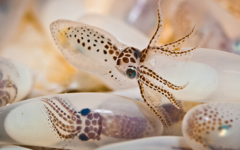6 Squid HD Wallpapers | Background Images - Wallpaper Abyss