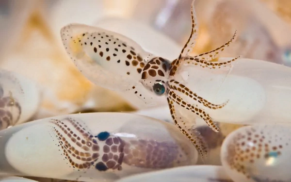 Animal squid HD Desktop Wallpaper | Background Image