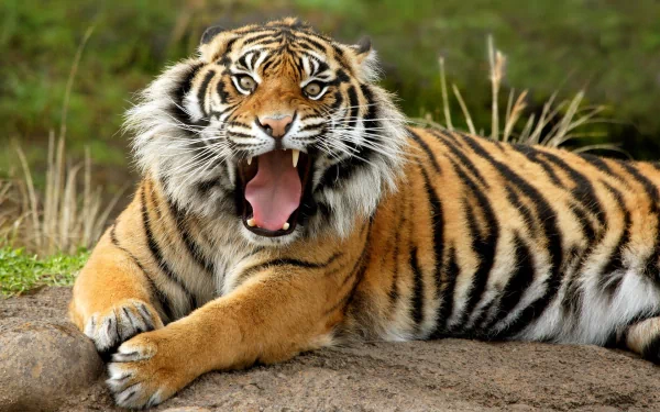 A striking Sumatran tiger with an open mouth rests on the ground, showcasing its vibrant orange and black stripes in a lush, natural setting in San Diego, California.