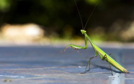 Animal praying mantis HD Desktop Wallpaper | Background Image