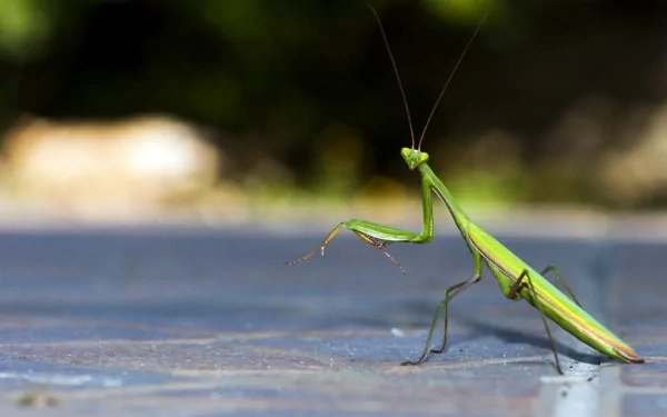 Animal praying mantis HD Desktop Wallpaper | Background Image