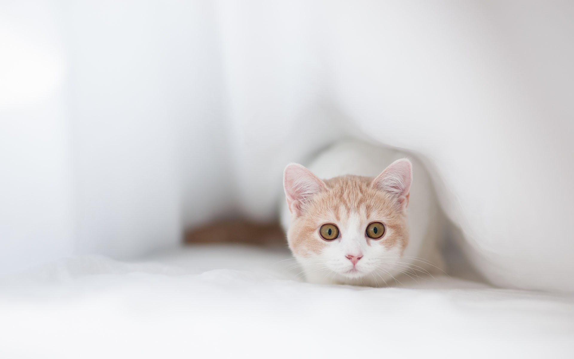 Download Cute Kitten Animal Cat Cute Cat  HD Wallpaper