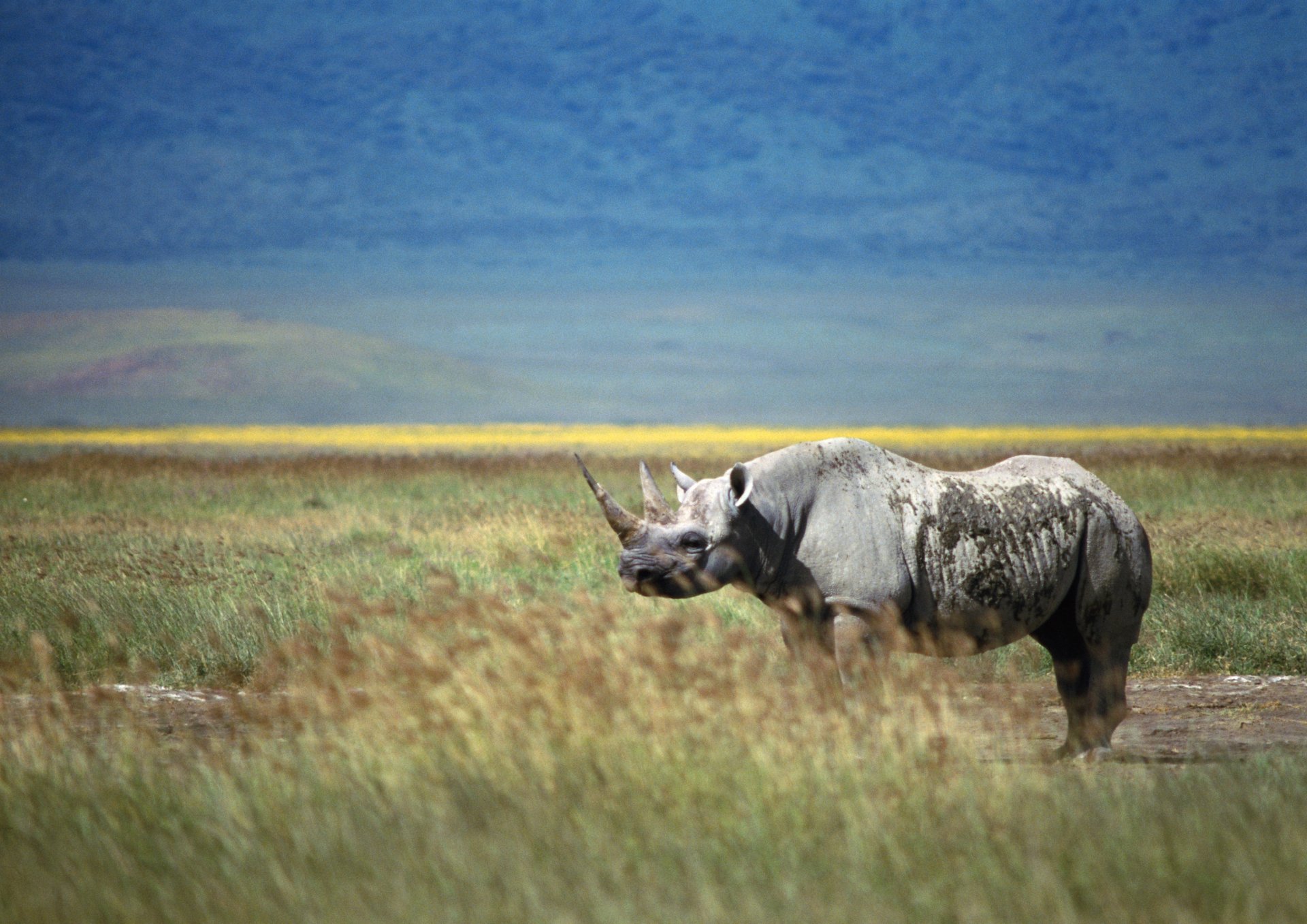 Rhino (animal) grazing in grassy plains beneath a vast blue sky — 2K Quad HD PC desktop wallpaper/background