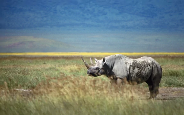 Rhino (animal) grazing in grassy plains beneath a vast blue sky — 2K Quad HD PC desktop wallpaper/background
