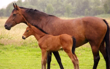 A beautiful HD wallpaper featuring a horse standing beside a baby horse on a grassy field with a blurry background. The tranquil scene captures the essence of nature and wildlife.