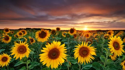 HD desktop wallpaper featuring a vibrant field of yellow sunflowers at sunset, with a dramatic sky in the background. The beauty of nature is highlighted by the glowing sun and rich, vivid colors.