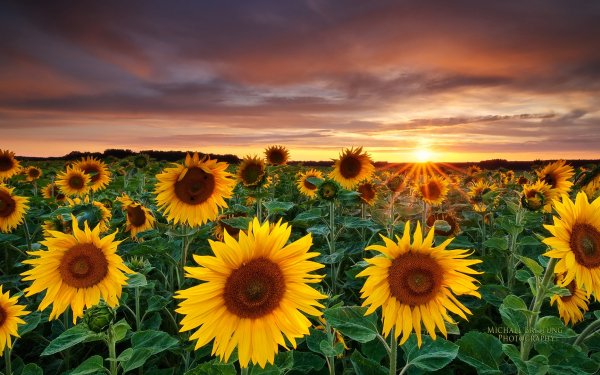 Earth Sunflower Flowers Sunset Flower Yellow Flower HD Wallpaper | Background Image