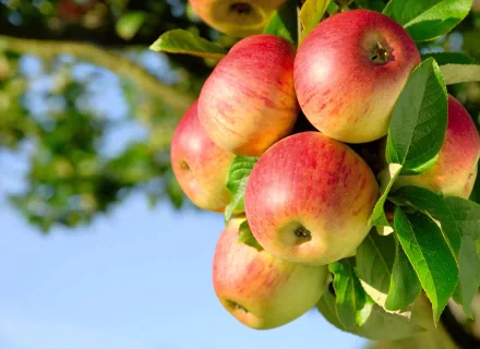 A vibrant close-up of ripe apples hanging from a tree branch, set against a clear blue sky, creating a refreshing and inviting HD desktop wallpaper.