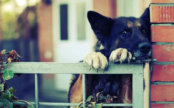 A high-definition desktop wallpaper featuring a German Shepherd with its paws resting on a gate, staring thoughtfully into the distance. The background includes a blurred view of a house and plants.