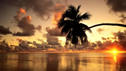 A serene Hawaiian sunset with vibrant clouds reflecting on tranquil ocean waters, framed by a swaying palm tree, capturing the beauty of tropical nature.