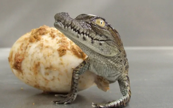 Animal crocodile HD Desktop Wallpaper | Background Image