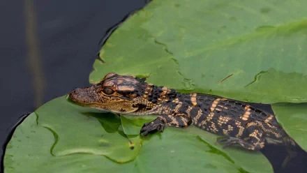 A baby crocodile rests on a green lily pad, partially submerged in water, showcasing its unique patterns and colors in this captivating HD wallpaper.