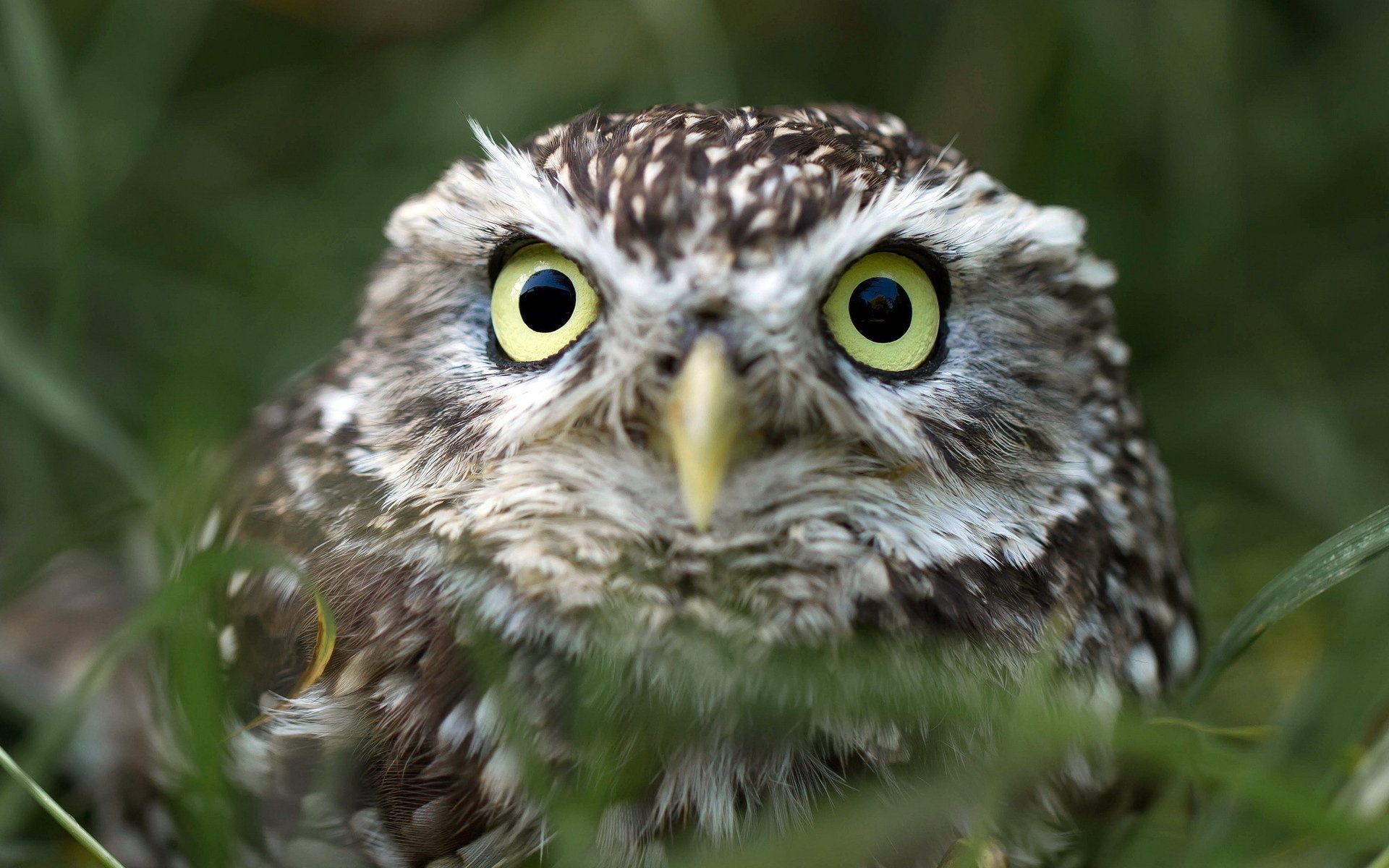 Download Eye Bird Animal Owl HD Wallpaper