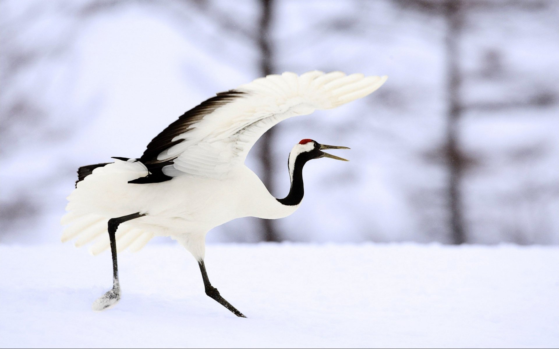 Red-crowned crane (bird, animal) with wings raised, striding across snow — 2K Quad HD PC desktop wallpaper and background.