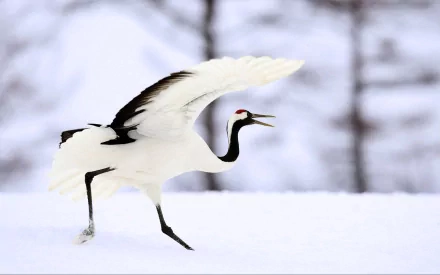 bird Animal Red-crowned Crane HD Desktop Wallpaper | Background Image