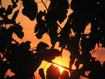 Silhouetted leaves and branches frame a vibrant orange sunset, captured in sharp detail for an HD PC desktop wallpaper background.