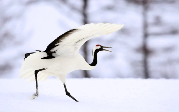 Red-crowned crane (bird, animal) with wings raised, striding across snow — 2K Quad HD PC desktop wallpaper and background.