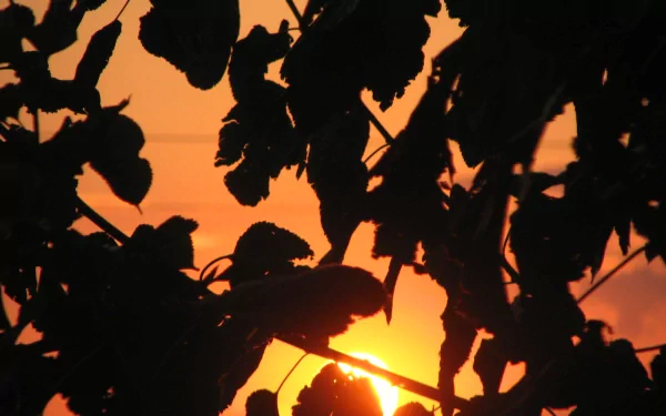 Silhouetted leaves and branches frame a vibrant orange sunset, captured in sharp detail for an HD PC desktop wallpaper background.
