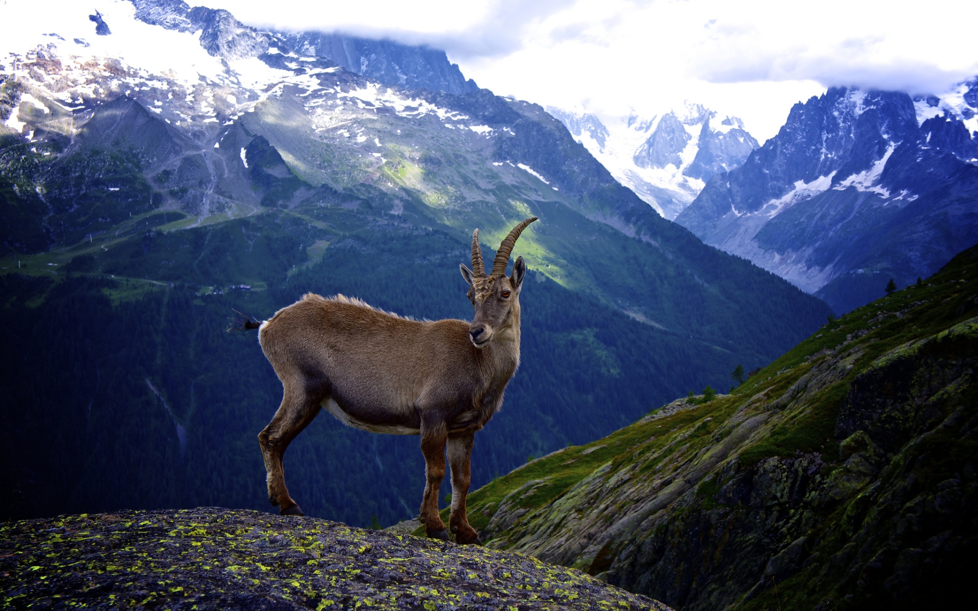 Animal Goat HD Wallpaper | Background Image