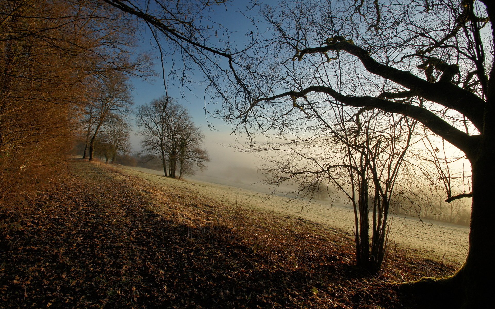 Autumn Foggy Morning