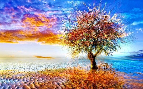 Tierra/Naturaleza Árbol Arboles Colorful Florecer Lonely Tree Reflejo Fondo de pantalla HD | Fondo de Escritorio