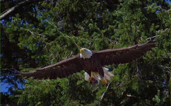 Animal Bald Eagle Birds Eagles Bird Nature Flight HD Wallpaper | Background Image