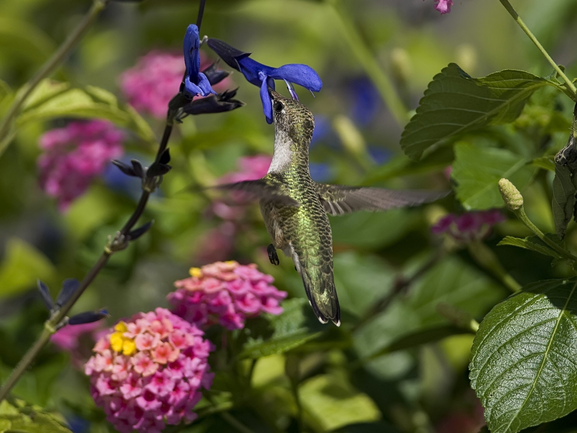 Download Flower Blossom Animal Hummingbird HD Wallpaper