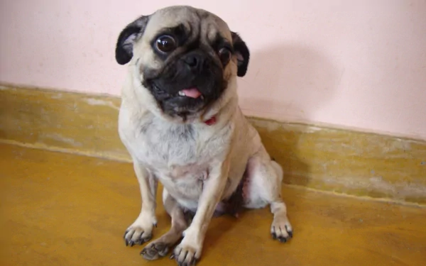 A cute pug sits on a smooth surface, looking curiously at the viewer, surrounded by warm tones. This 4K Ultra HD image serves as a vibrant desktop wallpaper.