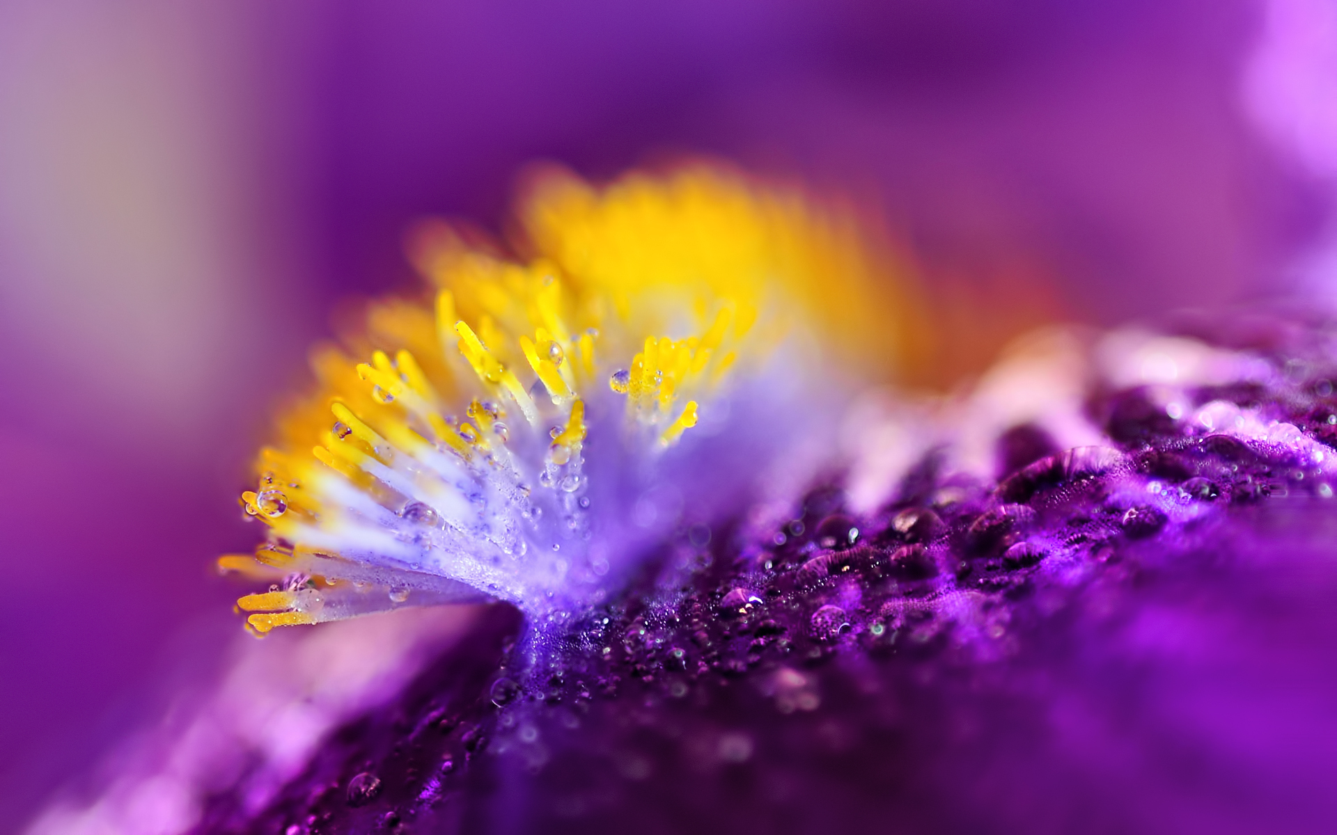 Download Macro Nature Flower Water Drop HD Wallpaper