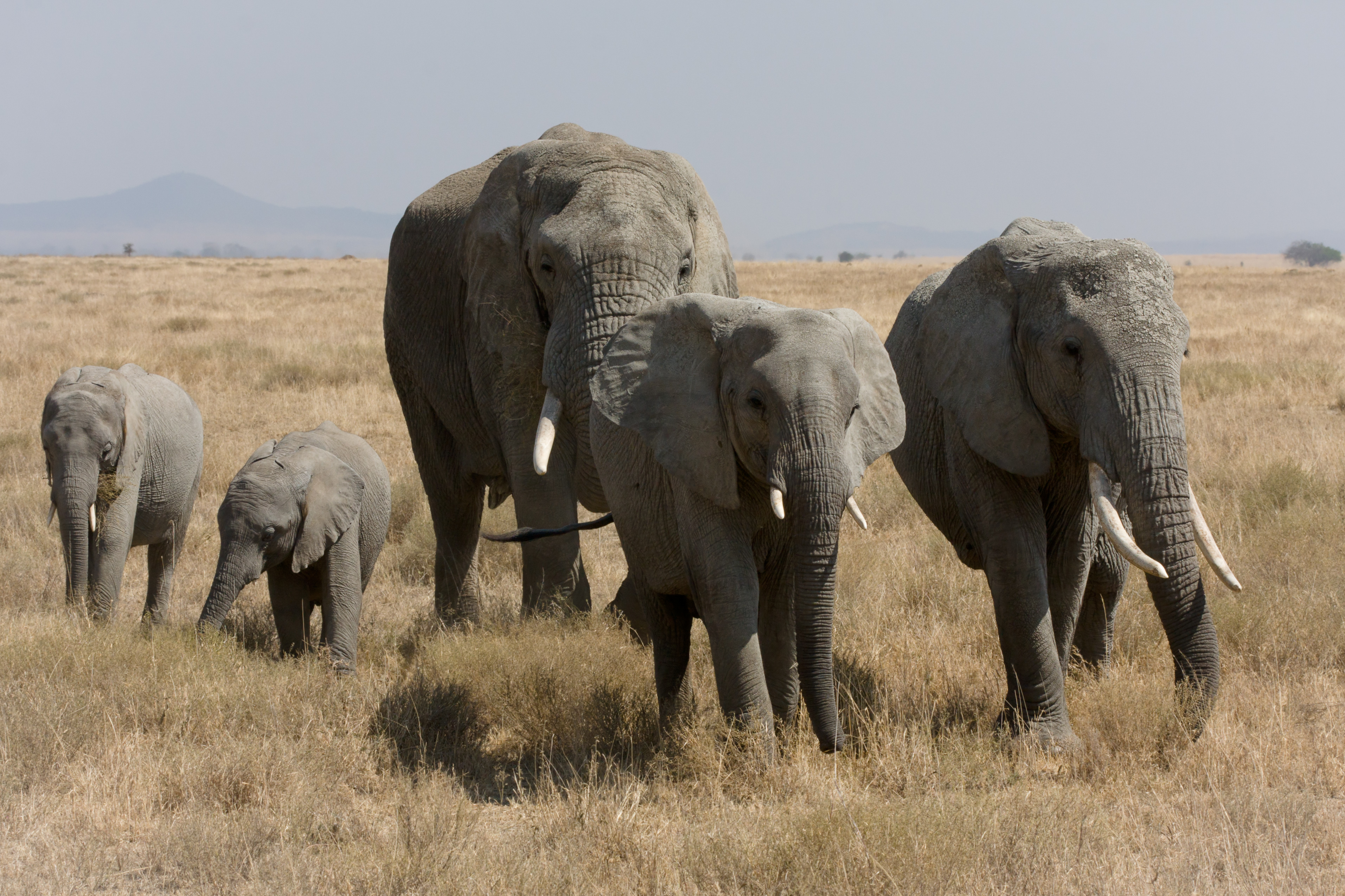 A herd of African Bush Elephants (Loxodonta africana) in Serengeti by Ikiwaner