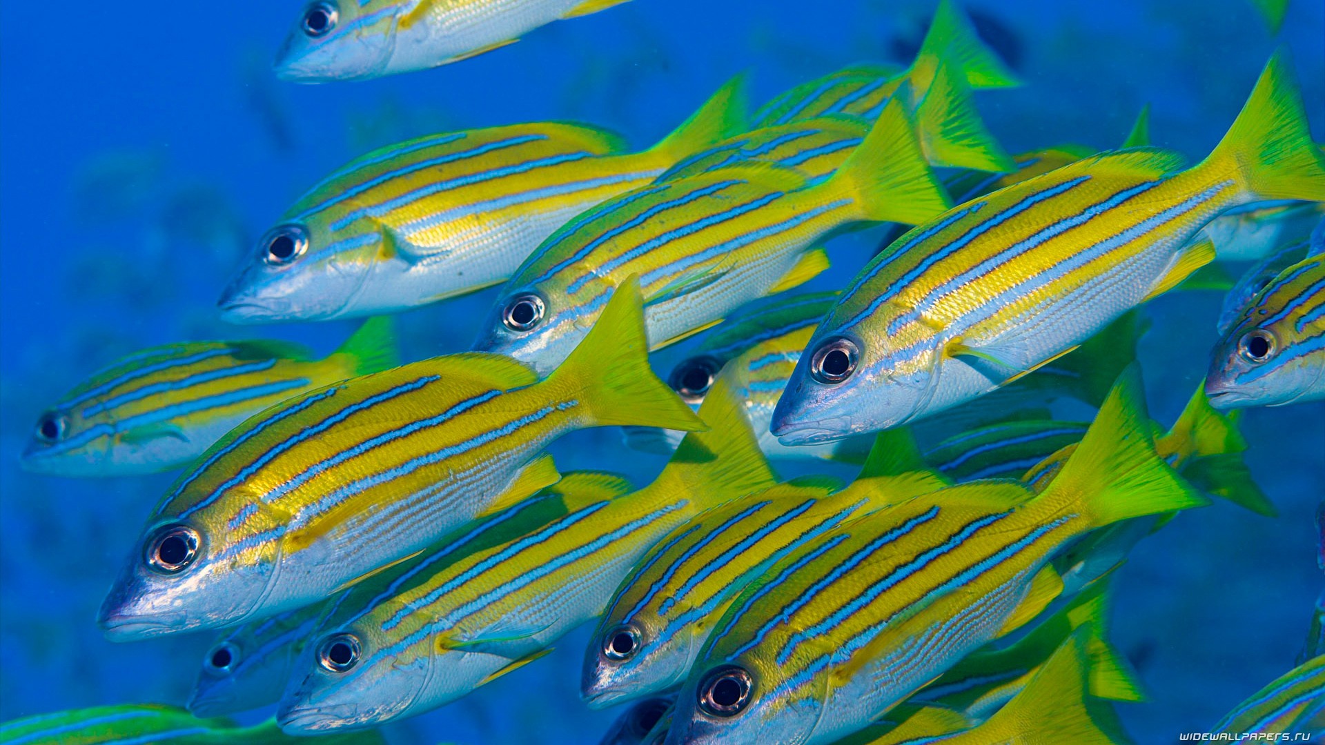 Fish HD Wallpaper | Background Image | 1920x1080