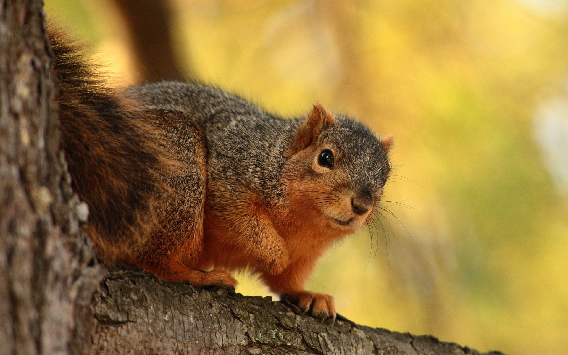 Squirrel HD Wallpaper