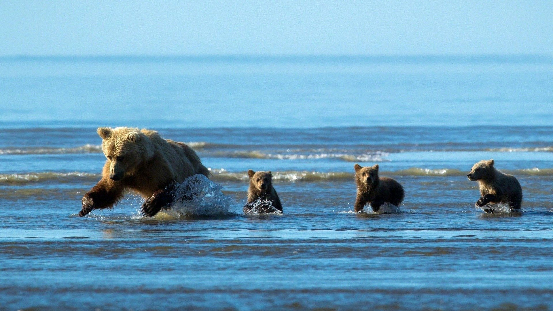 Озеро Байкал медведи