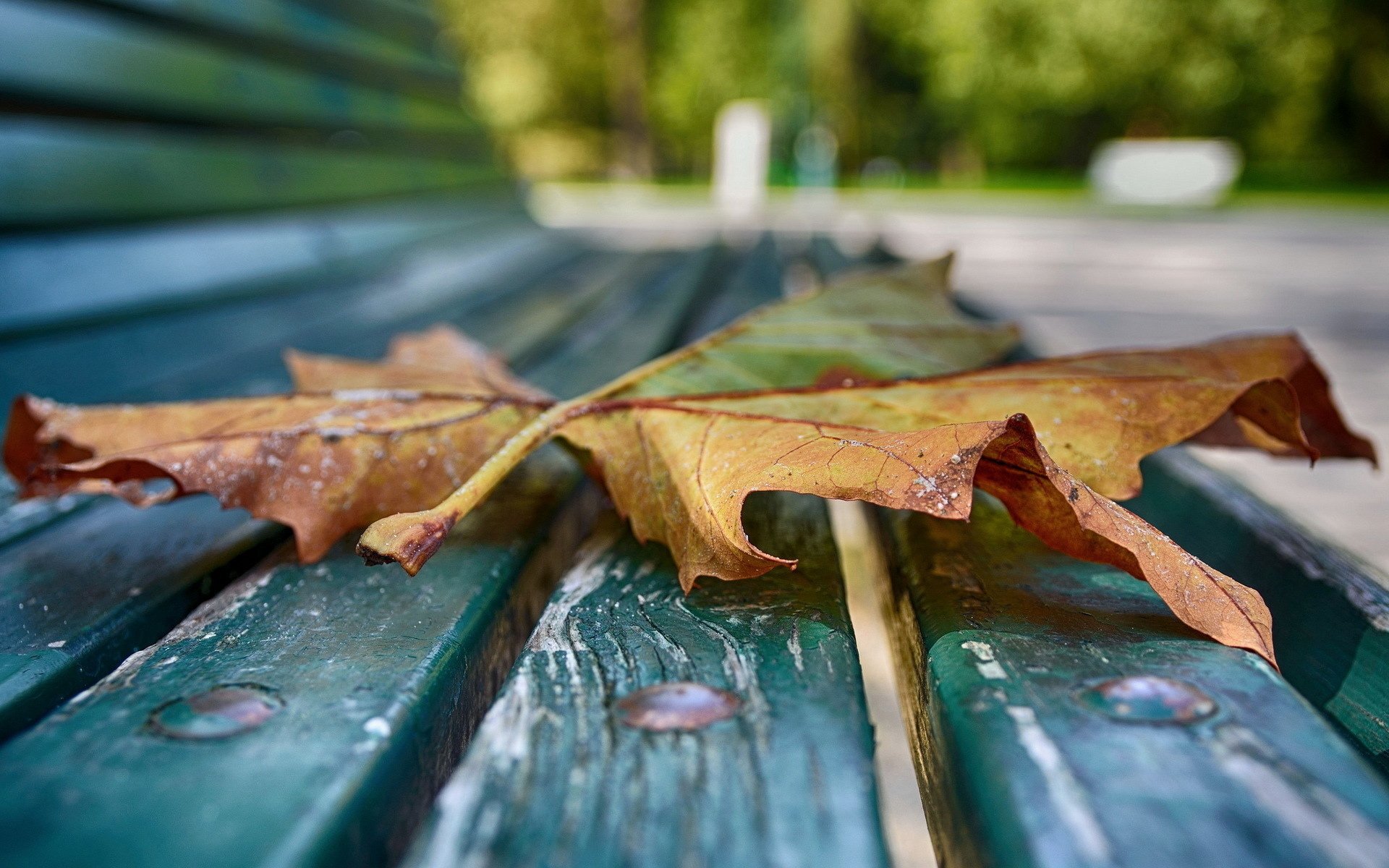 Да что говорить каждый осенний лист. Осенние листья. Листья в луже. Осенние листья на скамейке. Листья на рабочий стол.