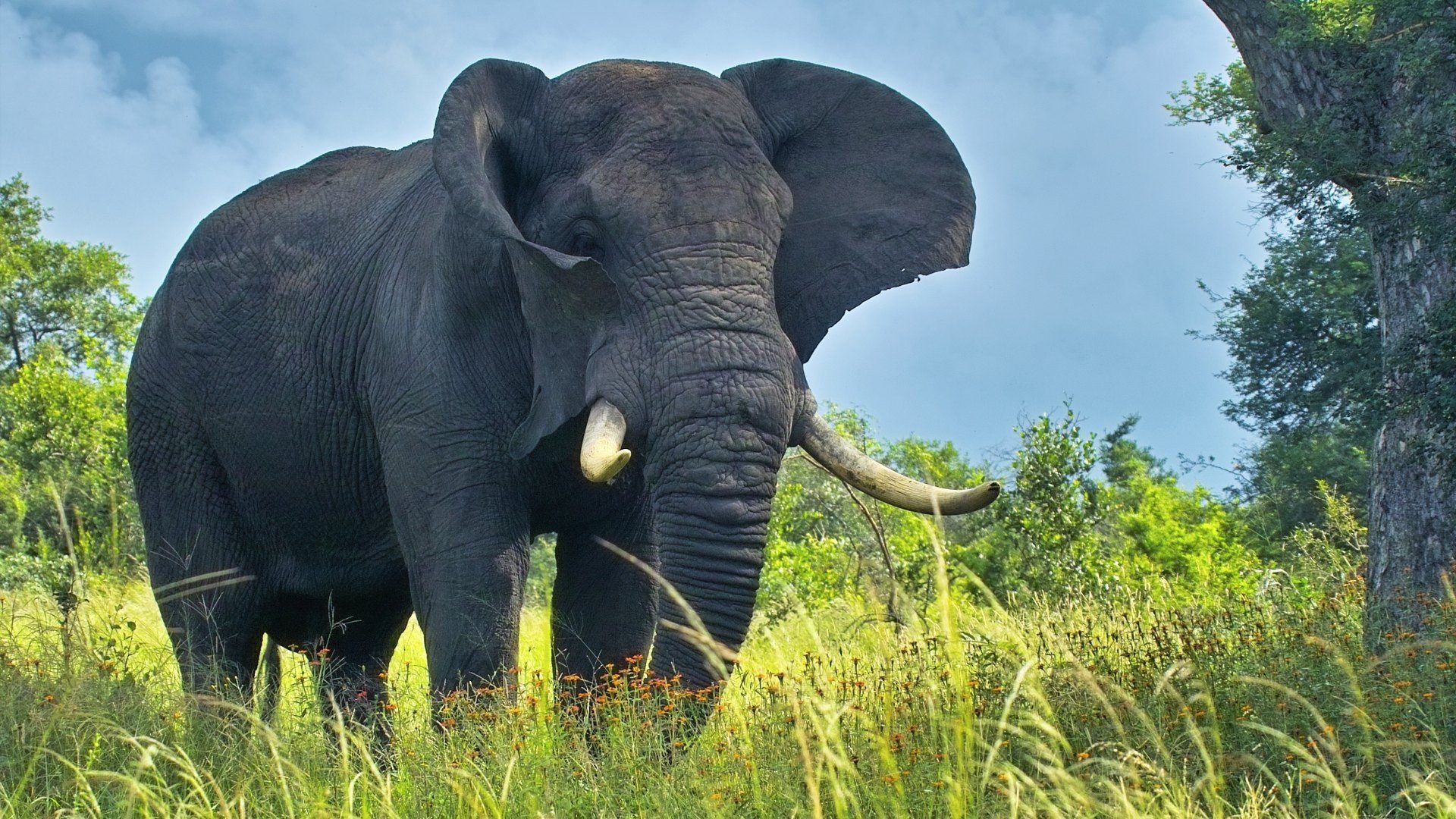 Eléphant Fond d'écran HD | Arrière-Plan | 1920x1080 | ID:311637