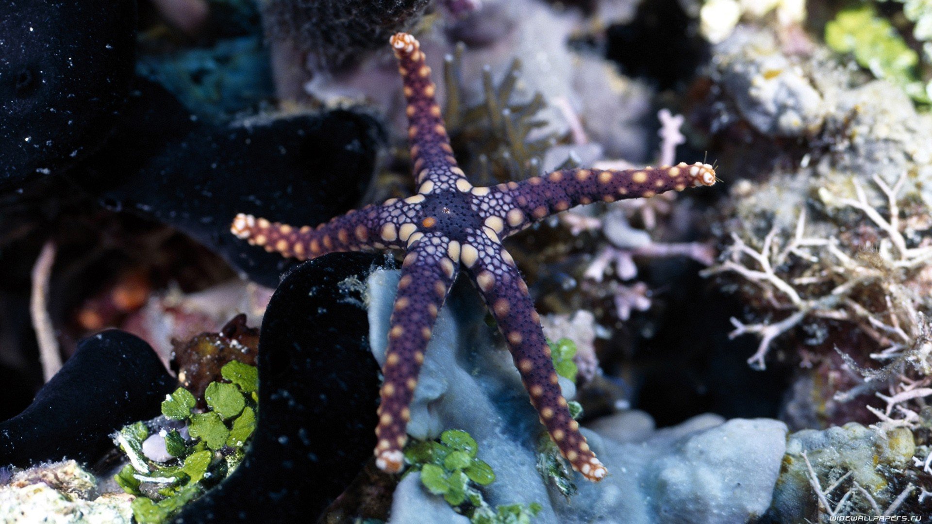 Download Animal Starfish HD Wallpaper