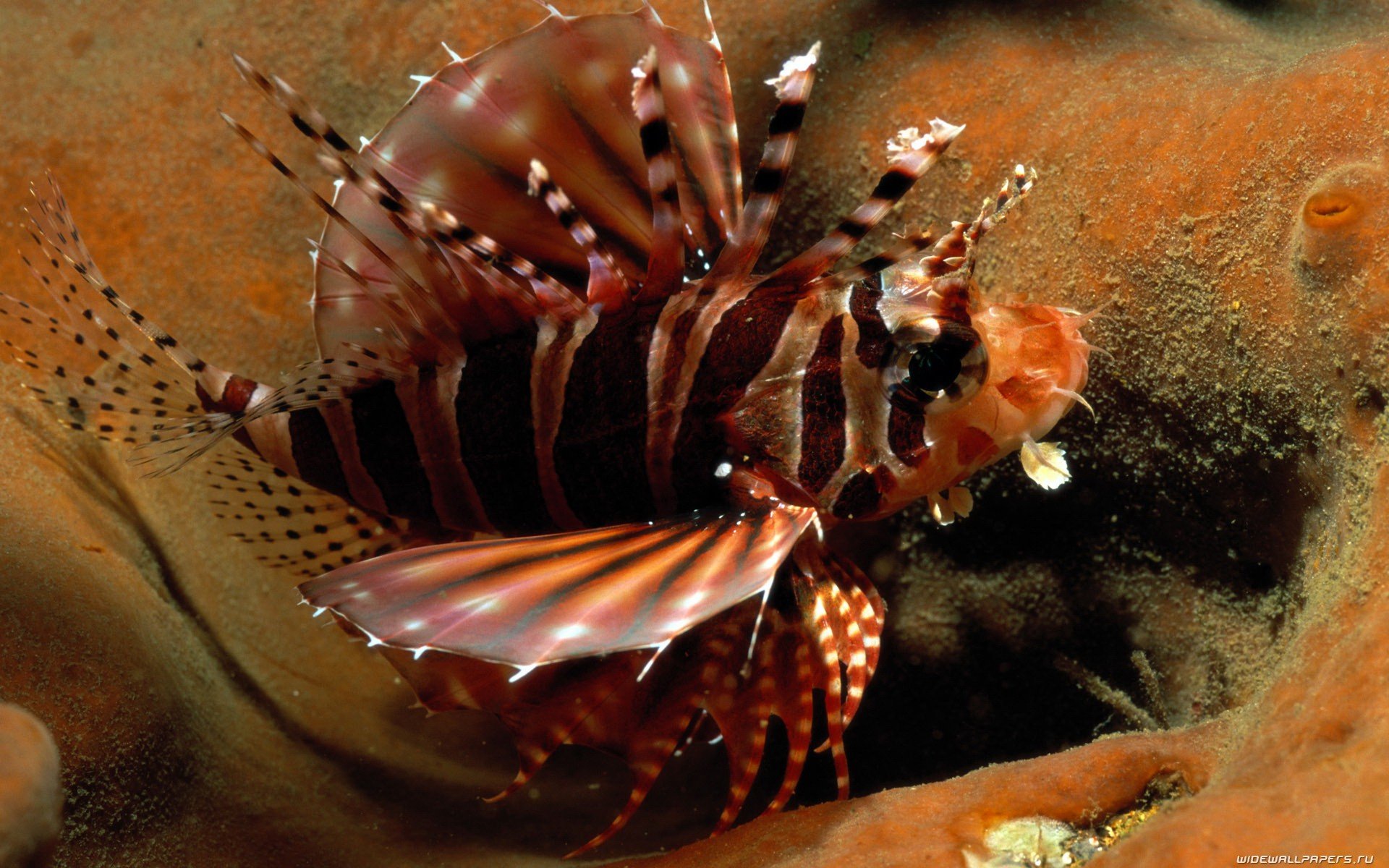 HD PC desktop wallpaper: a lionfish (fish, animal) with red-and-white stripes, fanned spines and spotted fins hovering above coral.