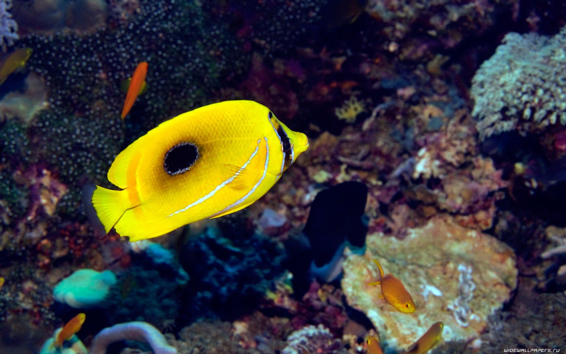 Yellow butterflyfish gliding above a colorful coral reef — HD PC desktop wallpaper background showcasing marine animal life.