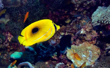 Yellow butterflyfish gliding above a colorful coral reef — HD PC desktop wallpaper background showcasing marine animal life.