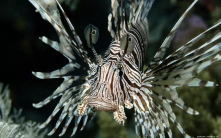 Animal lionfish HD Desktop Wallpaper | Background Image