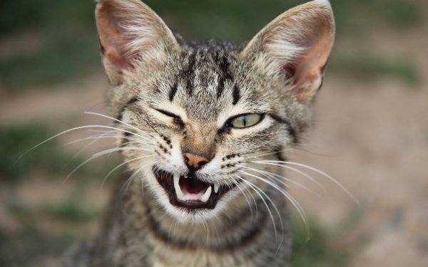 Animal Cat Cats Kitten Cute Funny Wink HD Wallpaper | Background Image