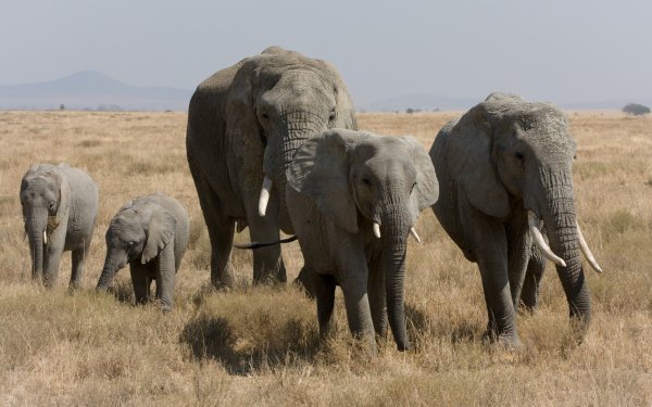 Animal African bush elephant Elephants Baby Animal HD Wallpaper | Background Image
