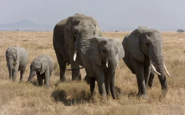 A herd of African bush elephants, including a baby, walks together across a golden savanna landscape, captured in a high-definition desktop wallpaper.